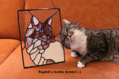 Ragdoll - kocour Damián - Lesní sklo