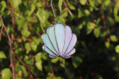 Mušle perleťová - Lesní sklo